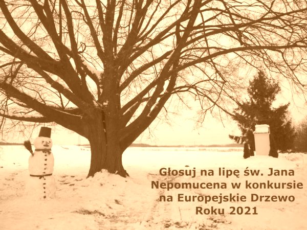 Zagłosuj na Europejskie Drzewo Roku 2021
