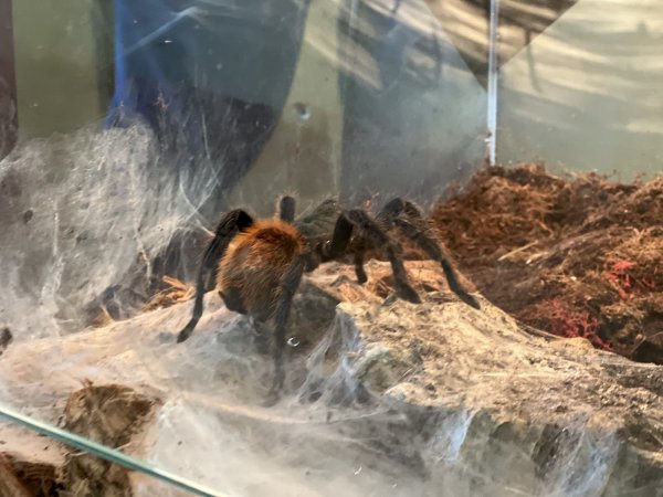 IMG_3414.jpeg