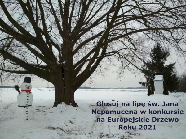 Zagłosuj na Europejskie Drzewo Roku 2021